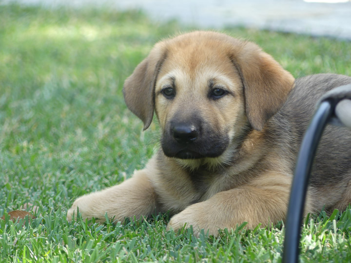 chinook dog